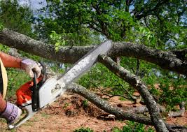 Best Tree Maintenance Programs  in USA